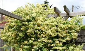 ارتباط جالب میان پیچ امین‌الدوله و مقابله با ویروس کرونا