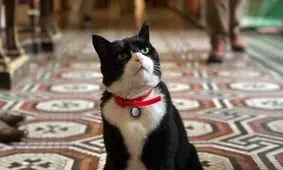 شکارچی وزارت خارجه بریتانیا بازنشسته شد