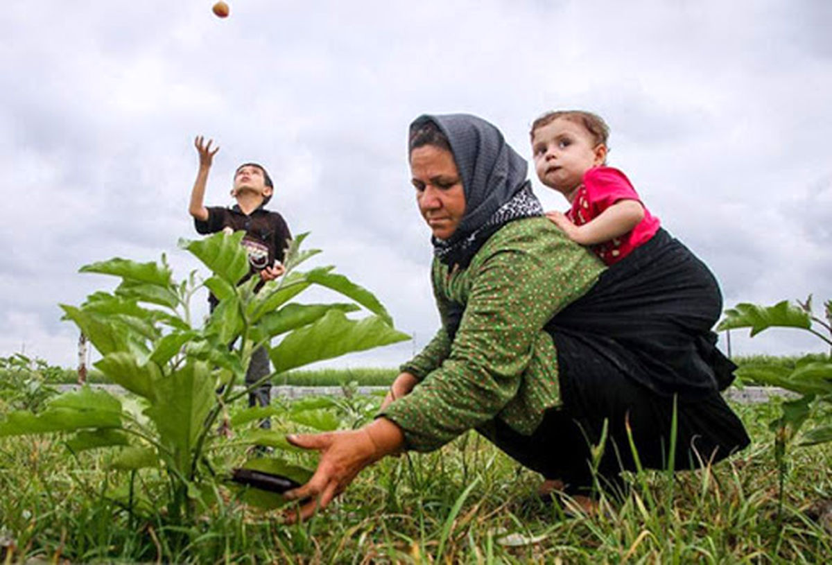 کشاورزی عامل اصلی در توسعه اشتغال زنان روستایی قم است