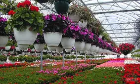 کرونا، امان پرورش‌دهندگان گل‌ شاخه بریده یزد را برید