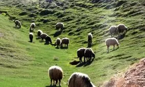 چرای دام در مناطق حفاظت شده زنجان ممنوع است