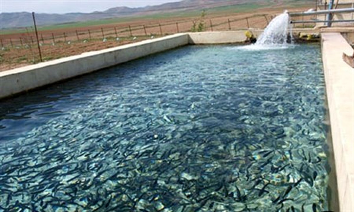 بیشاز چهار تن ماهی از منابع آبی سراوان برداشت شد