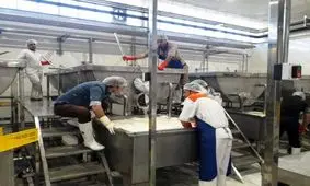 خط تولید پنیر پیتزا در چهارمحال و بختیاری راه‌اندازی شد