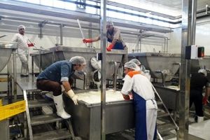 خط تولید پنیر پیتزا در چهارمحال و بختیاری راه‌اندازی شد