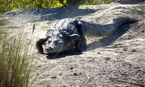 گاندوها در فصل تخم‌گذاری متهاجم می‌شوند