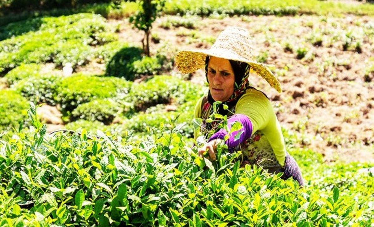 خرید ۸۱ هزار تن برگ سبز چای از چایکاران گیلان و مازندران