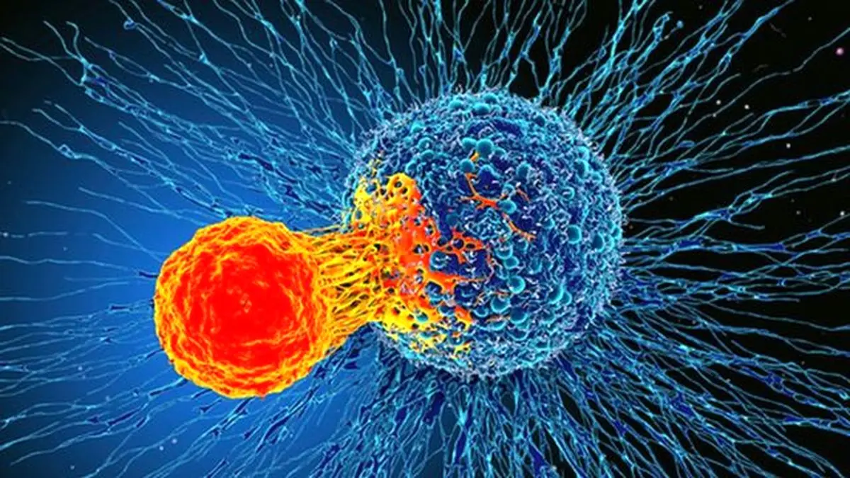 سلول تی، قاتل احتمالی ویروس کرونا/ همه انسان‌ها سلول تی ندارند / ویدئو