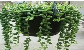 می خواهید خانه تان سم زدایی شود گل غوره ای پرورش دهید