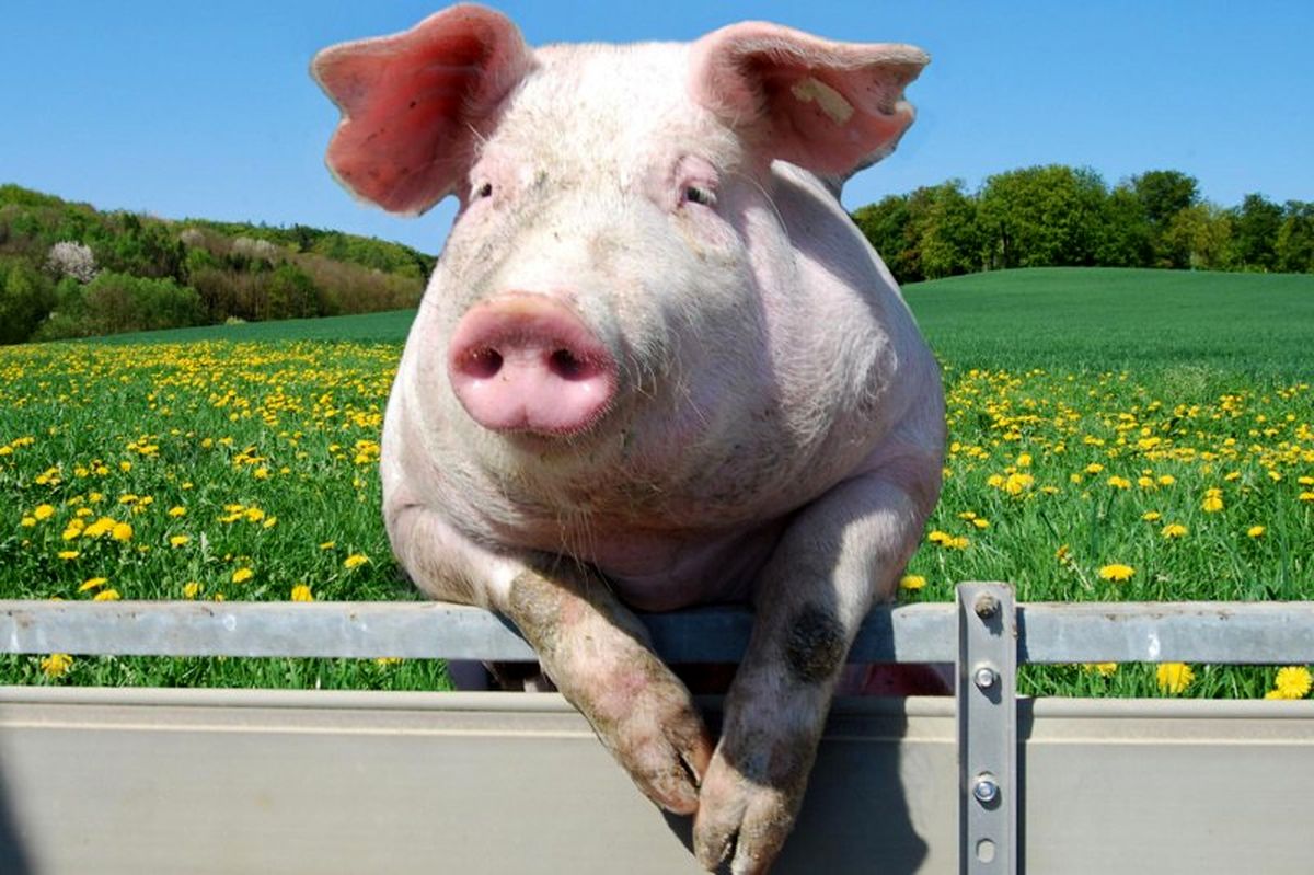ادامه‌ کلنجار یک ارمنی برای مجوز پرورش خوک
