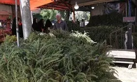 بازار گرم بادرشبو نشانه‌ای از رونق اقتصاد محلی در ارومیه