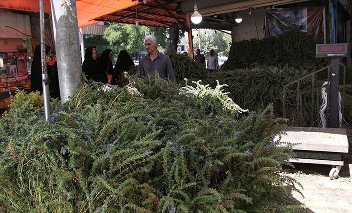 بازار گرم بادرشبو نشانهای از رونق اقتصاد محلی در ارومیه
