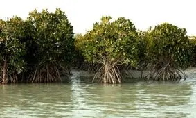 نهال حرا در ۱۰۰ هکتار از سواحل هرمزگان کاشته می‌شود