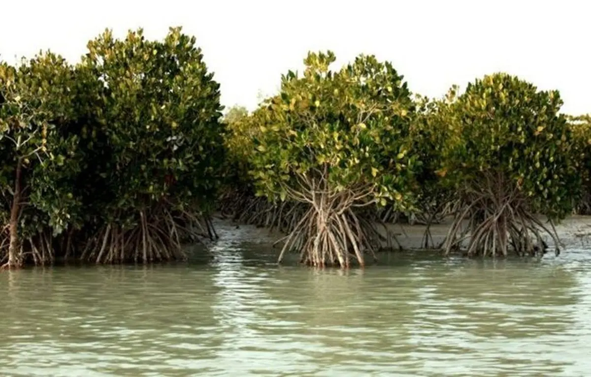 نهال حرا در ۱۰۰ هکتار از سواحل هرمزگان کاشته می‌شود