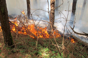 کارمند شرکت خطوط لوله نفت مانع آتش سوزی درختان حاجی آباد شد