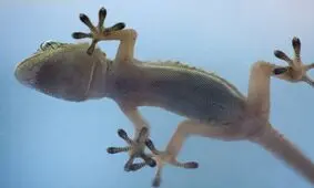 آیا دم مارمولک سیانور دارد؟
