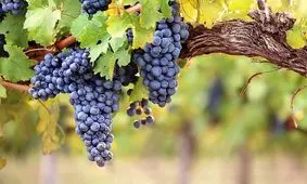 راز سردرد‌های پس از نوشیدن شراب کشف شد