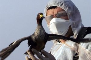 موردی از آنفلوآنزای پرندگان در محدوده محیط زیست نداشته‌ایم/ کاهش حضور پرندگان در "هشیلان"