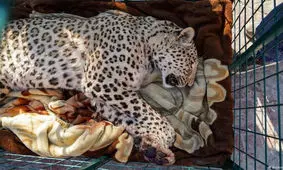 پلنگ باغ وحش ارم در جدال با مرگ و زندگی