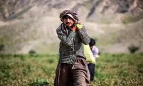 گزارش تصویری از برداشت شمام در هرمزگان