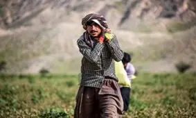 گزارش تصویری از برداشت شمام در هرمزگان