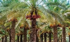 برداشت خرما هلیله از نخلستان‌های نصرت‌آباد به روایت تصویر