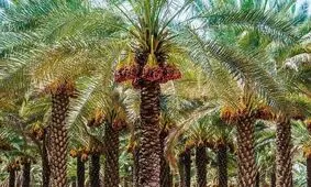 برداشت خرما هلیله از نخلستان‌های نصرت‌آباد به روایت تصویر
