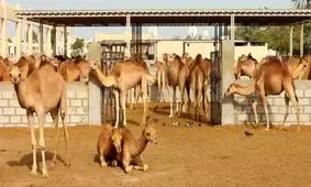 شترداری صنعتی، گامی برای رونق تولید و اشتغال مراوه‌تپه