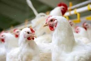 کشف بیش ۷ تن مرغ زنده قاچاق در دره شهر