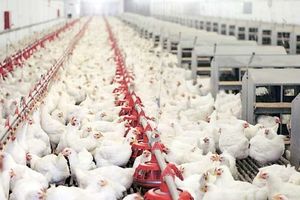 صنعت مرغداری در حال تعطیلی است؛ مرغداران رغبتی برای جوجه ریزی ندارند