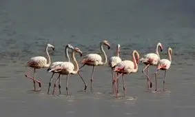 نجات فلامینگوهای گرفتار در نمک به روایت تصاویر