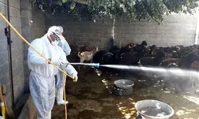 جدال با تب‌کنگو و کرونا در سیستان و بلوچستان