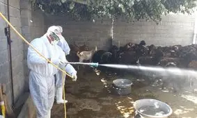 جدال با تب‌کنگو و کرونا در سیستان و بلوچستان