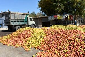 تولید ۳۰۰ هزار تن سیب صنعتی در آذربایجان‌غربی