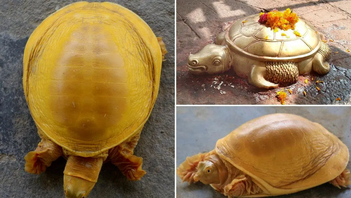 مشاهده لاک‌پشت طلایی در نپال