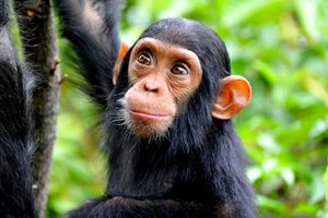 شامپانزه‌ها تنها موجوداتی که می‌خندند و می‌گریند
