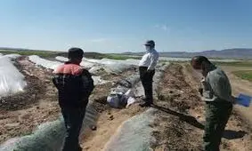 کشت زیر پلاستیک در کاشمر فرصت یا تهدید