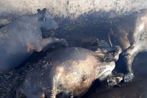 تلف شدن ۱۳ رأس دام سنگین در آتش‌سوزی روستای دهنوش