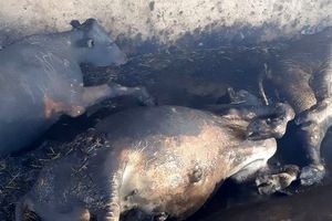 تلف شدن ۱۳ رأس دام سنگین در آتش‌سوزی روستای دهنوش