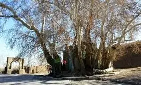 ثبت ۵ اثر در فهرست میراث طبیعی ملی استان سمنان/ثبت درخت چنار 350 ساله روستای تویه دامغان