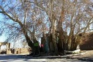 ثبت ۵ اثر در فهرست میراث طبیعی ملی استان سمنان/ثبت درخت چنار 350 ساله روستای تویه دامغان