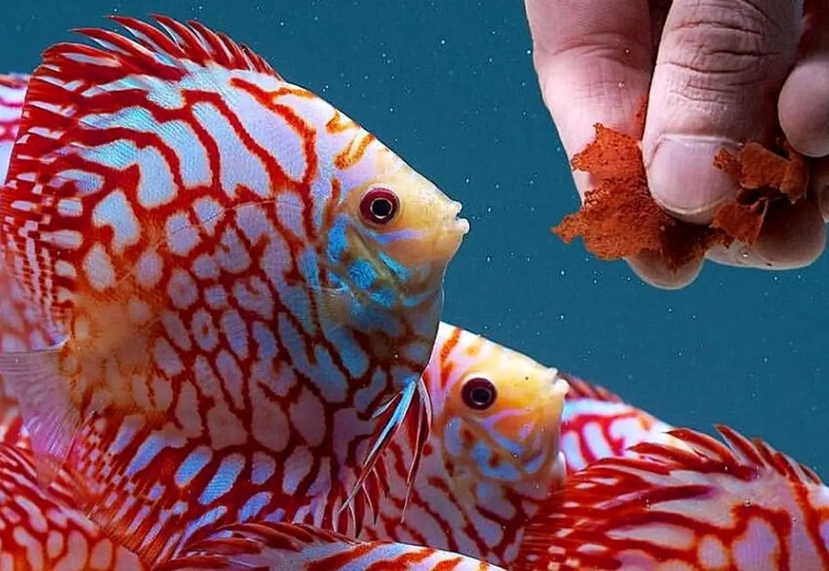 پرورش ماهیان زینتی نگینی در مشاغل خانگی