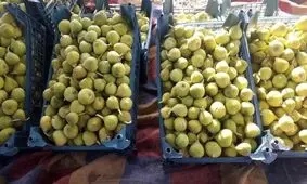 گلایه انجیرکاران بردسکن از پایین بودن قیمت محصول تولیدی/ پای دلالان در میان است/ راه اندازی شرکت تعاونی راهکاری مناسب
