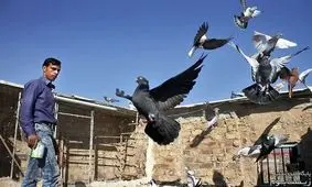 امپراتوري كفتربازها بر پشت بام‌هاي تهران