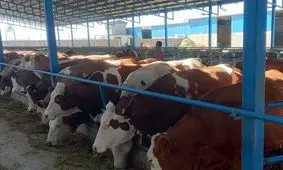 دومین گاوداری نژاد سمینتال استان قزوین در بوئین زهرا به بهره برداری رسید