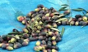 مبارزه با آفت مگس زیتون در سطح ۱۱۰۰ هکتار از باغات قزوین