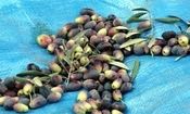 مبارزه با آفت مگس زیتون در سطح ۱۱۰۰ هکتار از باغات قزوین