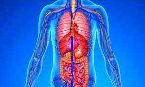 ۱۴روش برای پاکسازی و سم زدایی بدن؛ به فیلتر طبیعی بدن خود کمک کنید