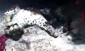 سوزاندن و کشتار دردناک یک پلنگ در کوه‌های سردشت / ویدئو