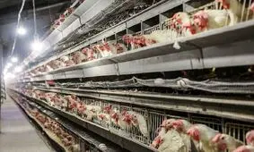 ثبات قیمت مرغ در بازار/ نرخ مرغ به ۱۹ هزار تومان رسید