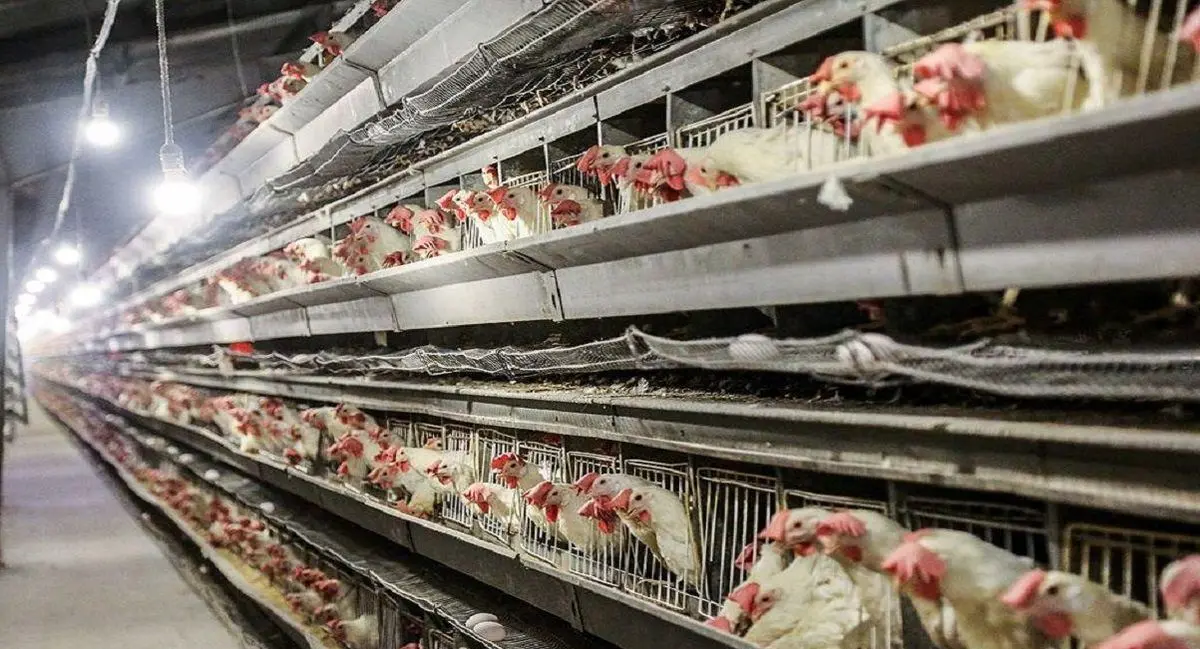 ثبات قیمت مرغ در بازار/ نرخ مرغ به ۱۹ هزار تومان رسید